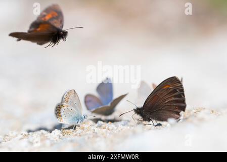 Arrana-braune (Erebia ligea) und Blaue Schmetterlinge (Lycaenidae), die am mineralreichen Bachufer trinken; Aosta-Tal, Gran Paradiso-Nationalpark, Italien. Stockfoto