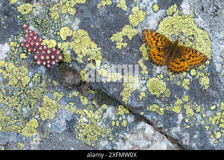 Titanias Fritillary (Boloria titania), der sich auf Felsen mit Flechten (Rhizocarpon geographicum) und Hausleek (Sempervivum arachnoideum) Aostatal, Gran Paradiso Nationalpark, Italien. Stockfoto