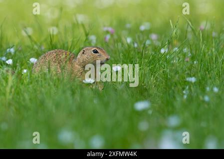 Europäisches Eichhörnchen / Souslik (Spermophilus citellus) in Gänseblümchen, Gerasdorf, Österreich. April. Stockfoto