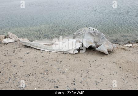 Grauwal (Eschrichtius robustus) Schädel, gespült am Strand, Scammons Lagoon, Baja California, Mexiko Stockfoto