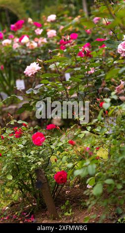 Wunderschöne Rosen in verschiedenen Farben im botanischen Garten. Wunderschöne Landschaft mit Rosen. Vertikales Foto Stockfoto