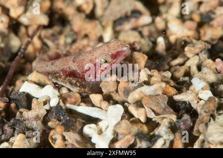 Klingelfische zwischen Schottermaerl in No Take Zone, South Arran Marine Protected Area, Isle of Arran, Schottland, Großbritannien, August. Stockfoto