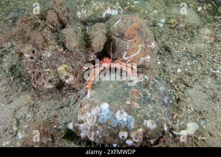 Lange Krallen gehobener Hummer (Munida rugosa) zwischen kleinen Felsbrocken, die von Meereslebewesen bedeckt sind, South Arran Marine Protected Area, Isle of Arran, Schottland, Vereinigtes Königreich, August. Stockfoto