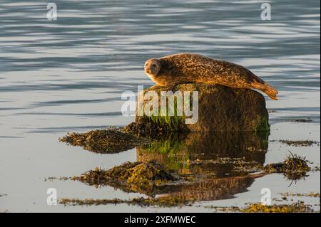 Gemeine-/Hafenrobbe (Phoca vitulina) auf Felsen in der No Take Zone, Lamlash Bay, South Arran Marine Protected Area, Isle of Arran, Schottland, Großbritannien, August. Stockfoto