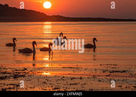 Familie von sechs stummen Schwänen (Cygnus olor) bei Sonnenaufgang, Silhouetten in Gewässern der Lamlash Bay, Isle of Arran, South Arran Marine Protected Area, Schottland, Großbritannien, August. Stockfoto