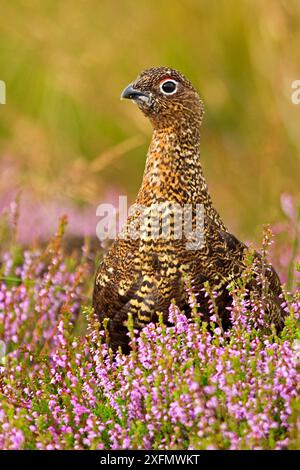 Rothühner (Lagopus lagopus scoticus) auf Heidekraut, Schottland, Großbritannien, August. Stockfoto