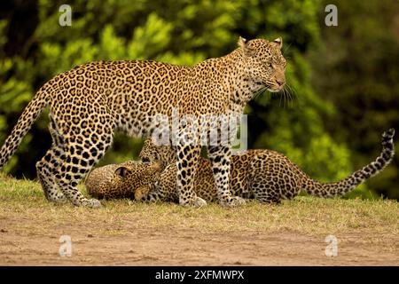 Afrikanischer Leopard (Panthera pardus) Mutter und Jungtier Masai Mara, Kenia. Stockfoto