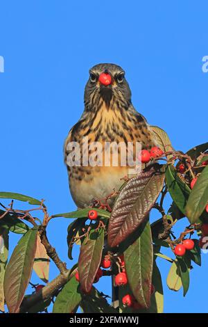 Fieldfare (Turdus pilaris) isst Cotoneaster Beeren, Großbritannien. Stockfoto