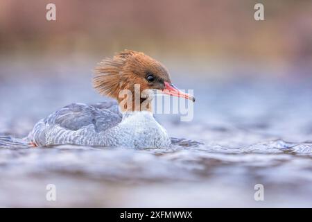 Goosander (Mergus merganser) Weibchen auf See, Großbritannien. Stockfoto