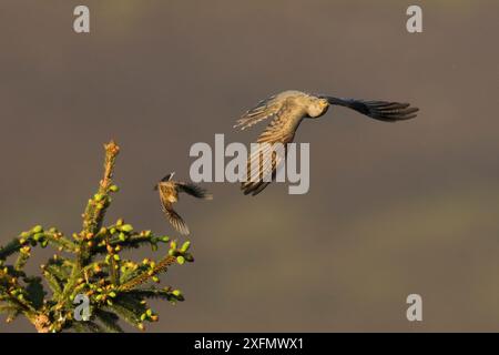 Baumpipit (Anthus trivialis) mobbing Cuckoo (Cuculus canorus), Vereinigtes Königreich. Mai. Stockfoto