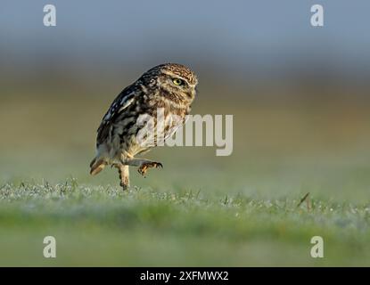 Steinkauz (Athene noctua) auf der Jagd nach Würmern auf Grünland, UK. Stockfoto