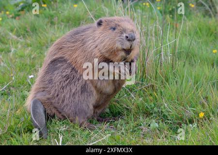 Eurasische Biber (Castor Fiber) setzt sich in Gefangenschaft, Devon, UK, Mai. Stockfoto