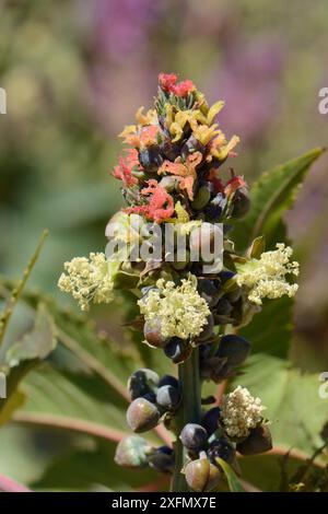 Rizinusölpflanze (Ricinus communis) mit roten weiblichen und weißen männlichen Blüten, Gran Canaria, Kanarische Inseln, Juni. Stockfoto