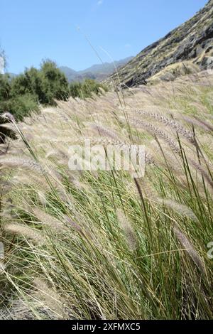 Dichter Bestand von Katzenschwanz / Afrikanischem Brunnengras (Pennisetum setaceum), einer äthiopischen Spezies, die in den Kanaren invasiv ist und im Tamadaba Naturpark, Gran Canaria UNESCO Biosphärenreservat, Gran Canaria, Kanarischen Inseln wächst. Juni. Stockfoto