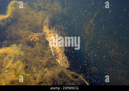 Riesenmolch (Triturus cristatus), männlich in einem Teich, der für Molche und andere Teichleben gepflegt wird, umgeben von Wasserflöhen (Daphnia pulex), einem wichtigen Beuteobjekt, Mendip Hills, nahe Wells, Somerset, Vereinigtes Königreich, Februar. Unter Lizenz fotografiert. Stockfoto