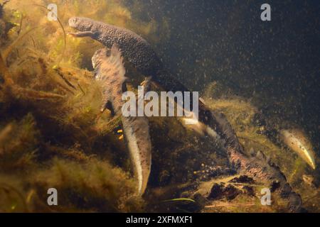 Riesenmolch (Triturus cristatus) Weibchen, das zwei umworfene Männchen vorwirft, die ihren Schwanz in einem Teich schwenken, der für Molche und andere Teichleben gepflegt wird, Mendip Hills, nahe Wells, Somerset, Großbritannien, Februar. Unter Lizenz fotografiert. Stockfoto