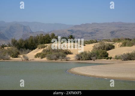 La Charca Lagune, eine Oase in einer großen Dünen, Maspalomas. Gran Canaria, UNESCO-Biosphärenreservat, Gran Canaria. Kanarischen Inseln. Mai 20. Stockfoto