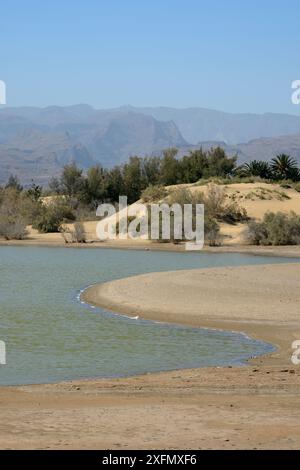 La Charca Lagune, eine Oase in einer großen Dünen, Maspalomas. Gran Canaria, UNESCO-Biosphärenreservat, Gran Canaria. Kanarischen Inseln. Mai 20. Stockfoto