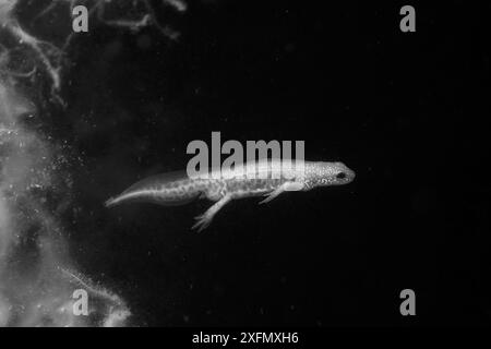 PALMATE Molch (Lissotriton helveticus), männlich, der in einem Teich schwimmt, der für Molche und andere Teiche gepflegt wird, nachts unter Infrarotlicht fotografiert, Mendip Hills, nahe Wells, Somerset, Vereinigtes Königreich, April. Stockfoto