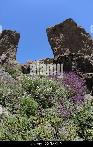 Die Kanarischen Endemiken Bergskabius (Pterocephalus dumetorum) und Salbei der Kanarischen Insel (Salvia canariensis) blühen unterhalb von El Rana und Roque Nublo, vulkanische basaltische Monolithen auf dem Tablon Nublo Plateau, Gran Canaria UNESCO Biosphärenreservat, Gran Canaria. Kanarische Inseln. Mai 2016. Stockfoto