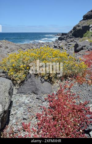 Klumpen von Slenderleaf-Eispflanze (Mesembryanthemum nodiflorum) am Oberufer, Playa del Risco, Tamadaba Naturpark, Gran Canaria UNESCO Biosphärenreservat, Gran Canaria. Kanarische Inseln, Juni. Stockfoto