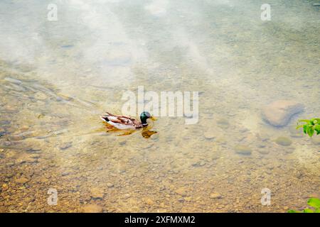 Ente schwimmt im klaren, durchsichtigen Wasser des Sees. Stockfoto