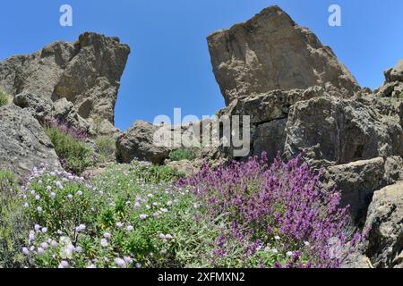 Die Kanarischen Endemiken Bergskabius (Pterocephalus dumetorum) und Salbei der Kanarischen Insel (Salvia canariensis) blühen unterhalb von El Rana und Roque Nublo, vulkanischen basaltischen Monolithen auf dem Tablon Nublo-Plateau. Gran Canaria UNESCO Biosphärenreservat, Gran Canaria. Kanarische Inseln. Mai 2016. Stockfoto