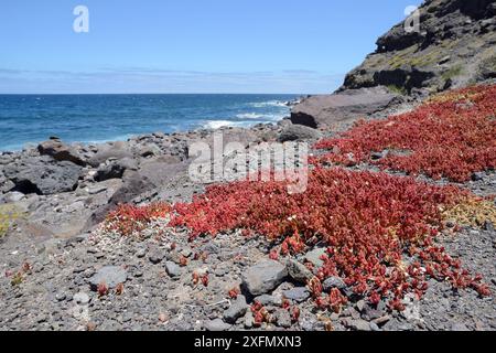 Klumpen von Slenderleaf-Eispflanze (Mesembryanthemum nodiflorum) am Oberufer, Playa del Risco, Tamadaba Naturpark, Gran Canaria UNESCO Biosphärenreservat, Gran Canaria. Kanarische Inseln, Juni. Stockfoto