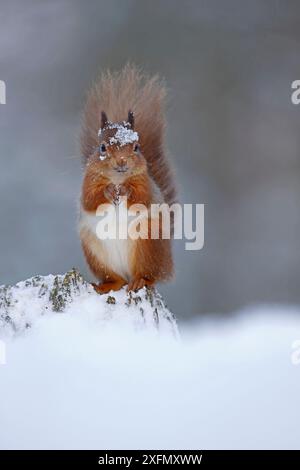 Rotes Eichhörnchen (sciurus vulgaris) im Schnee, Cairngorms National Park, Highlands, Schottland, Vereinigtes Königreich Stockfoto