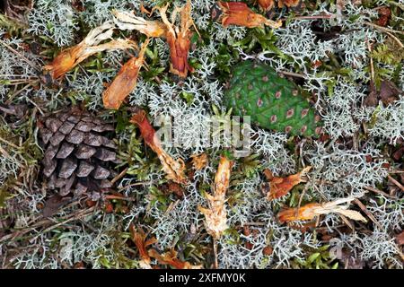 Kiefer (Pinus sylvestris) auf dem Waldboden, zusammen mit Resten von Kegel, die vom Red Squirrel (Sciurus vulgaris) Highlands gekaut wurden, Schottland, Großbritannien, August. Stockfoto