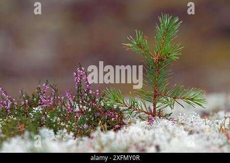 Schottenkiefer (Pinus sylvestris) Keimling wächst zwischen Flechten und Heidekraut. Cairngorms Nationalpark. Highlands, Schottland, September. Stockfoto