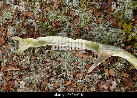 Rotwild (Cervus elaphus) Geweih, gekaut und gekaut von Rothörnchen (Sciurus vulgaris). Cairngorms National Park, Highlands, Schottland; Großbritannien, Dezember. Stockfoto