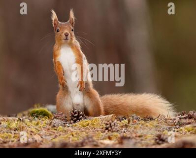 Red Eichhörnchen (Sciurus vulgaris), männlich stehend, Cairngorms National Park, Highlands, Schottland, Vereinigtes Königreich, Mai. Stockfoto