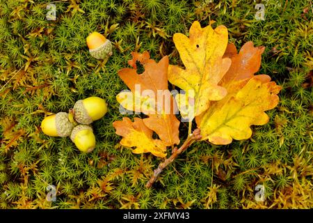 Sessile Oak (Quercus petraea) gefallene Eichenblätter und Eicheln auf Moos, Highlands, Schottland, Oktober. Stockfoto