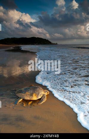 Oliven-/Pazifische ridley-Meeresschildkröte (Lepidochelys olivacea), die nach dem Legen von Eiern ins Meer zurückkehrt, Cayenne, Französisch-Guayana, Juli. Stockfoto