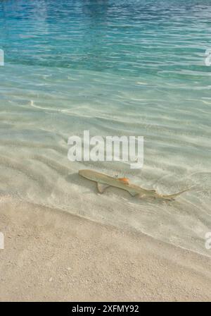 Zitronenhai (Negaprion brevirostris) Jungfische schwimmen im flachen Wasser in der Nähe der Küste auf der Suche nach Nahrung, Malediven, Indischer Ozean. Stockfoto