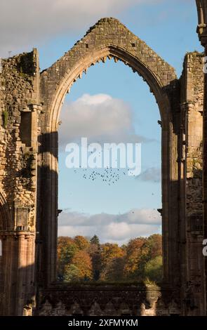 Bogengang in Fountains Abbey, der eine Vogelschar umrahmt, die von einem Wanderfalken gestört wurde, Ripon, Yorkshire, England, Großbritannien, November 2016. Stockfoto