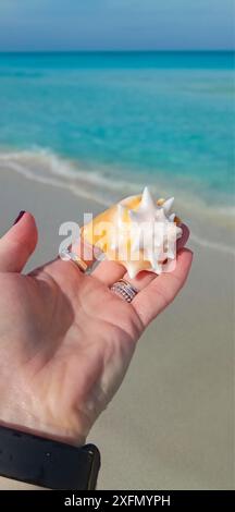 Die Muschel liegt auf der Hand einer Frau vor dem Hintergrund des Ozeans und des blauen Himmels. Vertikale Ausrichtung. Stockfoto