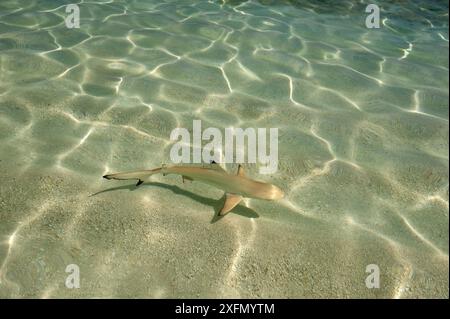 Schwarzspitzen-Riffhai (Carcharhinus melanopterus), die über dem Sandboden entlang der Küste im Flachwasser schwimmen, Malediven, Indischer Ozean. Stockfoto