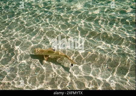 Schwarzspitzenriffhai (Carcharhinus melanopterus) Jungfische in Küstengewässern, Malediven und Indischen Ozean. Stockfoto