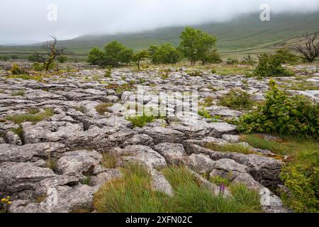 Southerscale Scar, Yorkshire Wildlife Trust Reserve, in der Nähe von Chapel-le-Dale, Yorkshire Dales National Park, Yorkshire, England, Großbritannien, Juli. Stockfoto