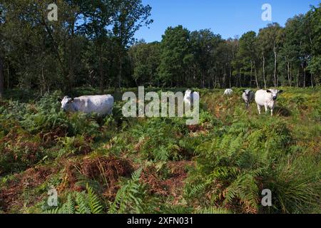 White Park Cattle in Bracken (Pteridium aquilinum) Hook Common Hampshire und Isle of Wight Wildlife Trust Reserve, nahe Hook, Hampshire, England, Vereinigtes Königreich, August. Stockfoto