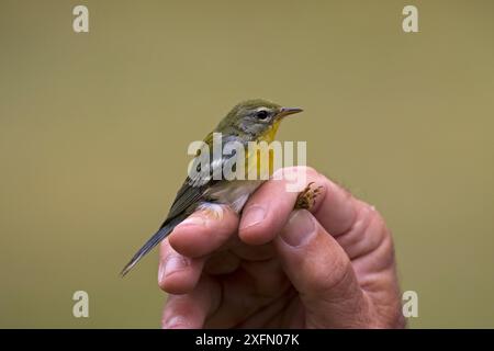 Northern Parula (Setophaga americana) in der Hand nach dem Ringen, Shore Road, Grand Manan Island, Kanada, August. Stockfoto