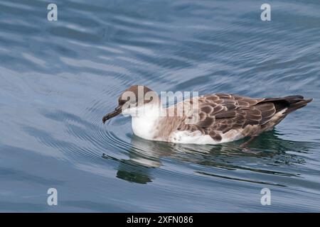 Großer Sturmtaucher (Puffinus gravis) auf dem Meer nahe Grand Manan Island, Bay of Fundy, Kanada, August. Stockfoto