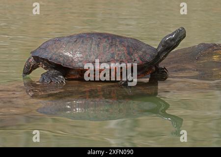 Nördliche Rotbauchschildkröte (Pseudemys rubriventris) Basking, Maryland, USA, April. Stockfoto