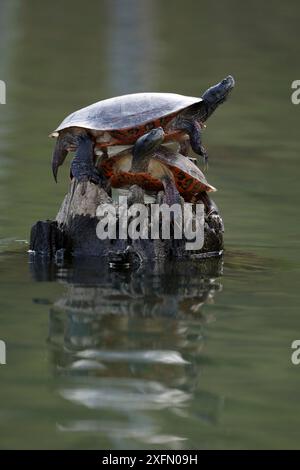 Nördliche Rotbauchschildkröten (Pseudemys rubriventris) Basking, Maryland, USA. Stockfoto