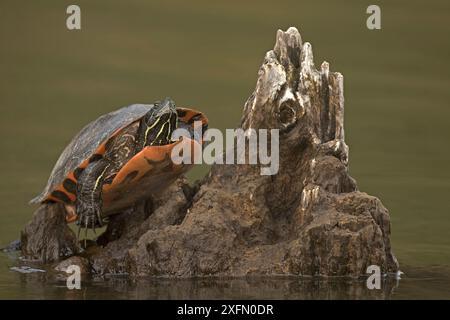 Nördliche Rotbauchschildkröte (Pseudemys rubriventris) Basking, Maryland, USA, April. Stockfoto