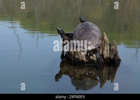 Nördliche Rotbauchschildkröten (Pseudemys rubriventris) Basking, Maryland, USA. Stockfoto