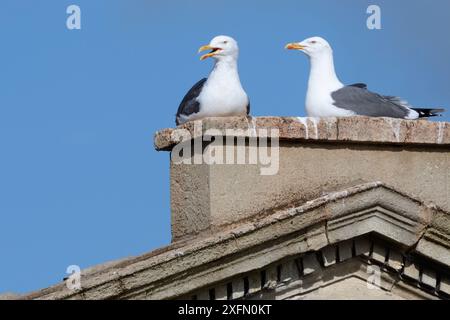Das Paar der kleinen Schwarzmöwen (Larus fuscus) nistet auf der Pulteney Bridge, Bath, UK, März. Stockfoto