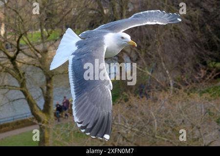 Kleine Schwarzmöwe (Larus fuscus) im Flug über Parade Gardens Park am Fluss Avon, Bath, UK, März. Stockfoto